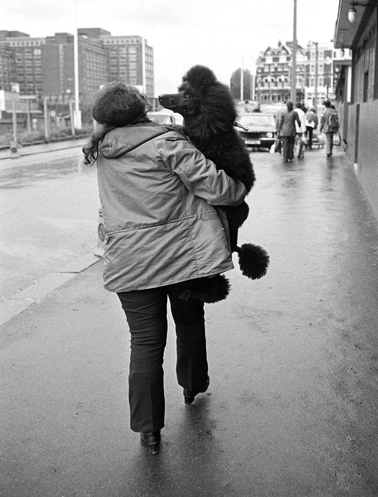 S_B&W_Dog_Show_Back_View_Black_Poodle_11