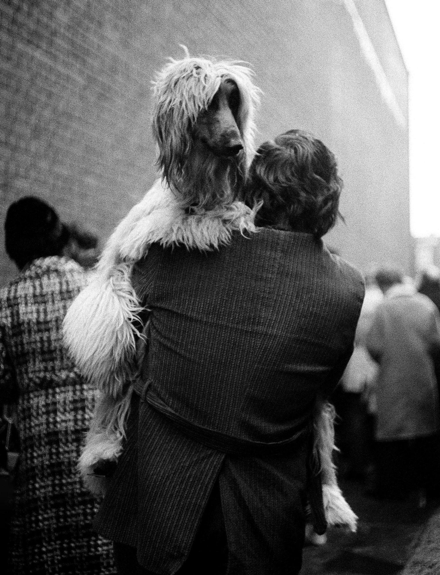 S_B&W_Dog_Show_Carrying_Afghan_9