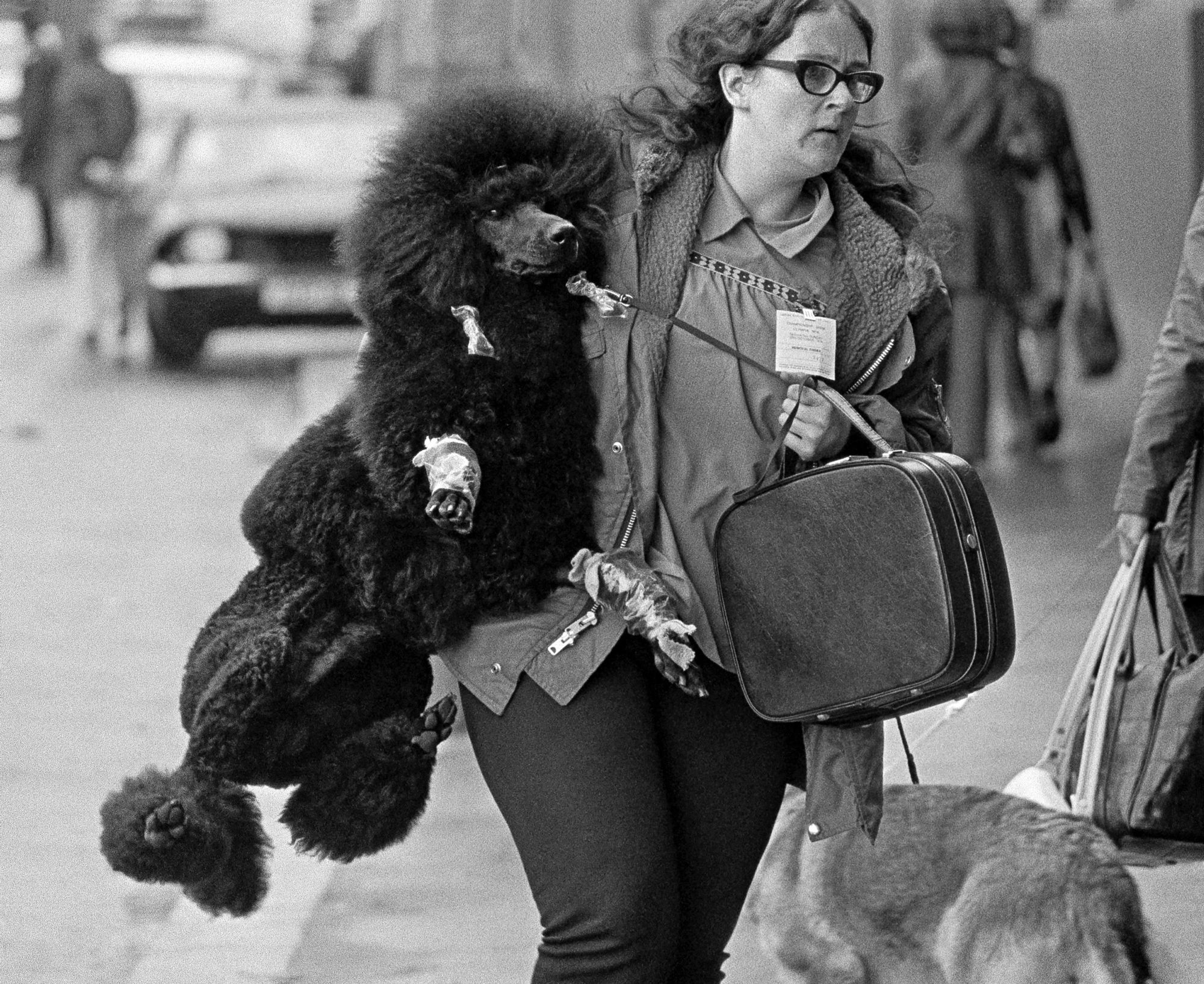 S_B&W_Dog_Show__Woman_Carrying_Black_Poodle_7B