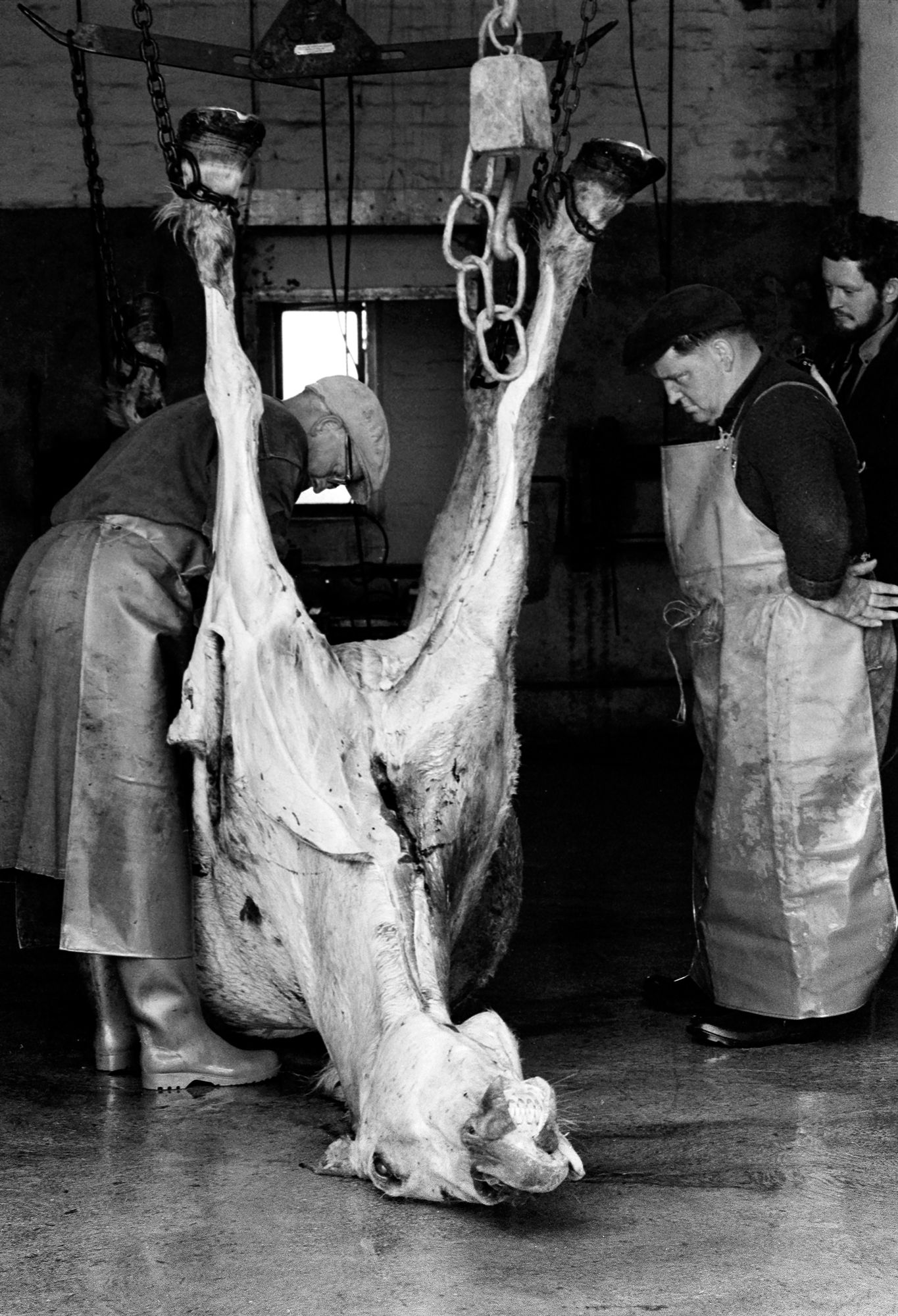 S_B&W_Abattoir_34_Horse