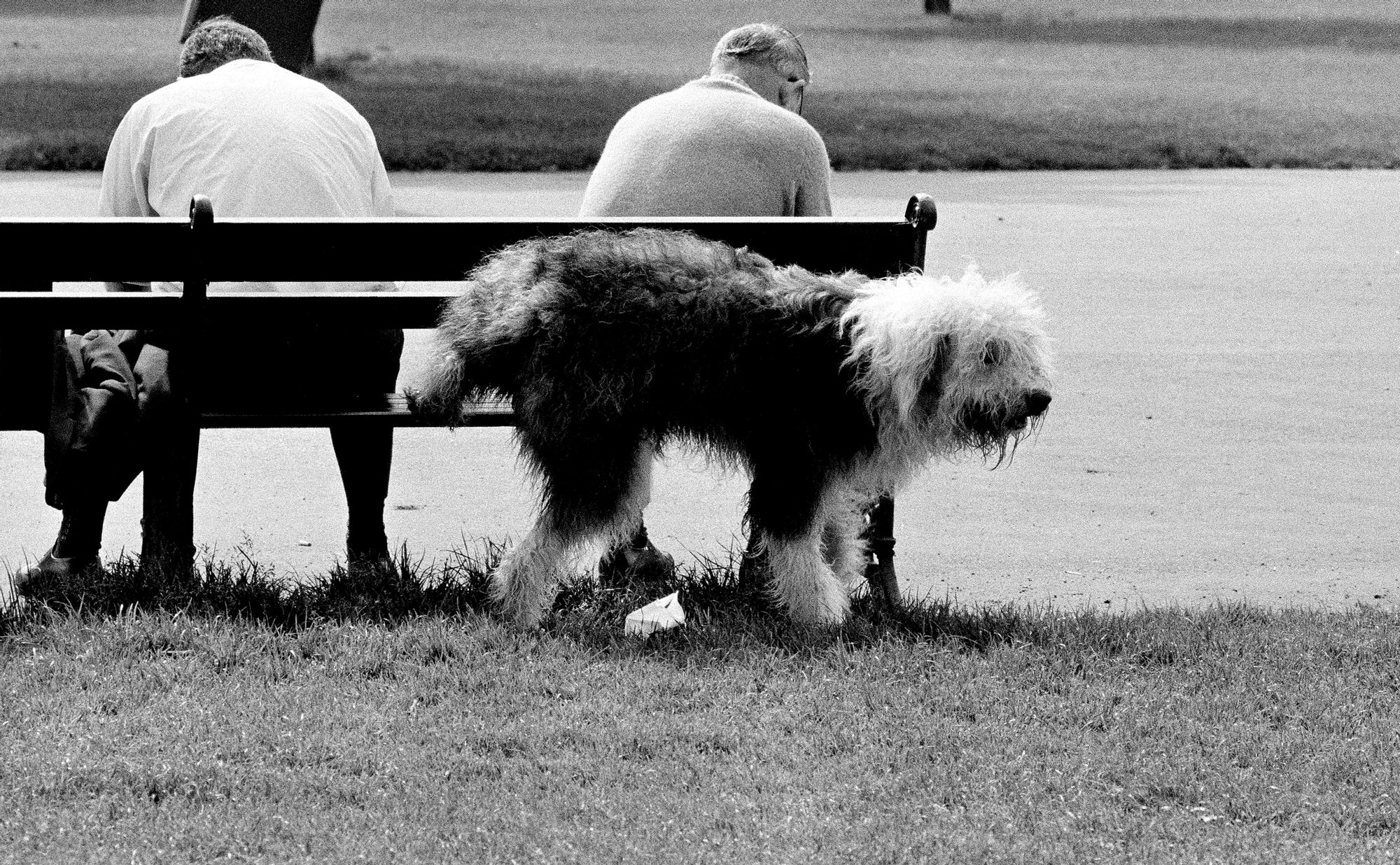 S_BW_Dog_Peeing_Against_Bench