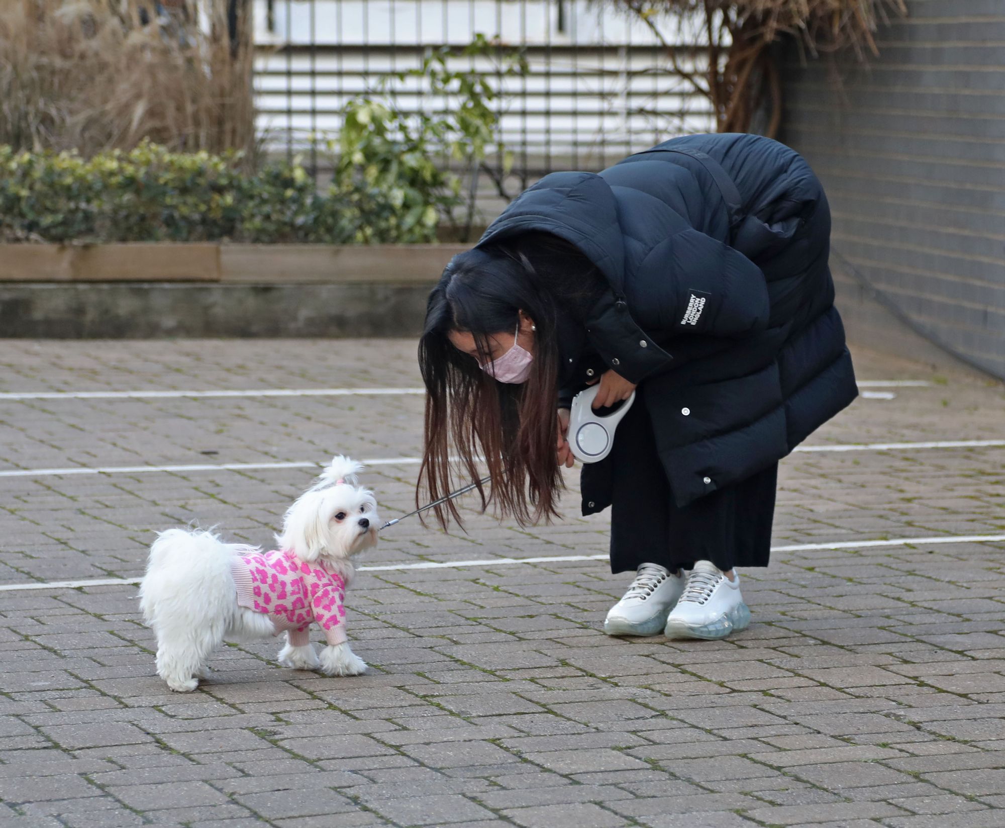 S_DOG_6945