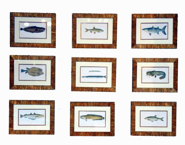 Antique Set Nine 'Couch' Fish Prints